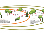 Tree Planting Zone 