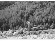 Gold Queen Gulch 1999