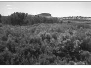 Hatch Wash 1998