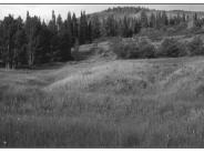Near  Monticello Lake 1998